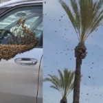 ইসরায়েল-2