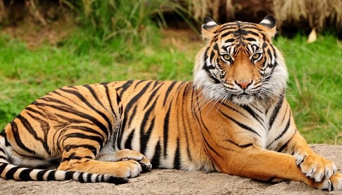 বাঘ