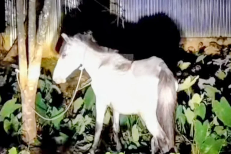 gora